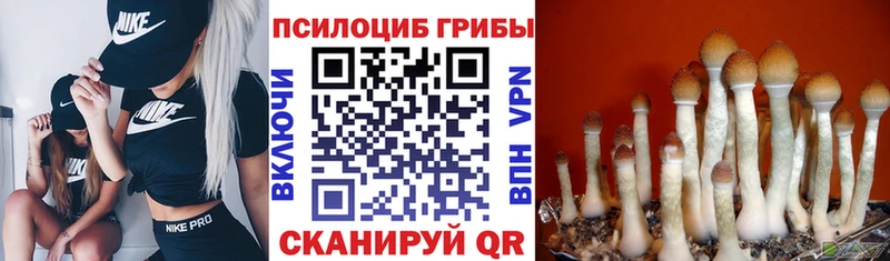 Купить закладки  Коломна  Псилоцибиновые грибы Magic Shrooms 